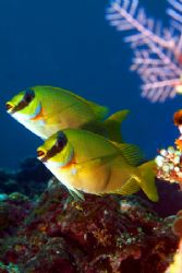 a pair of beautiful fish in bali. I was use my new digita... by Steve So 